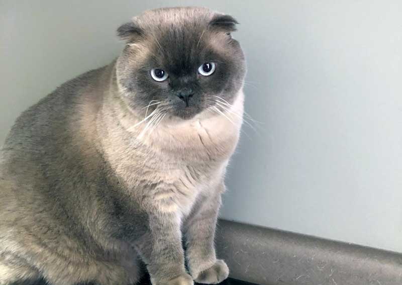 Carousel Slide 3: Cat veterinary care