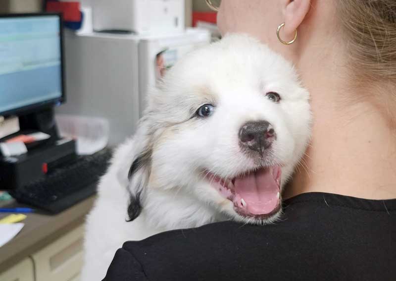 Carousel Slide 2: Dog veterinary care for all life stages